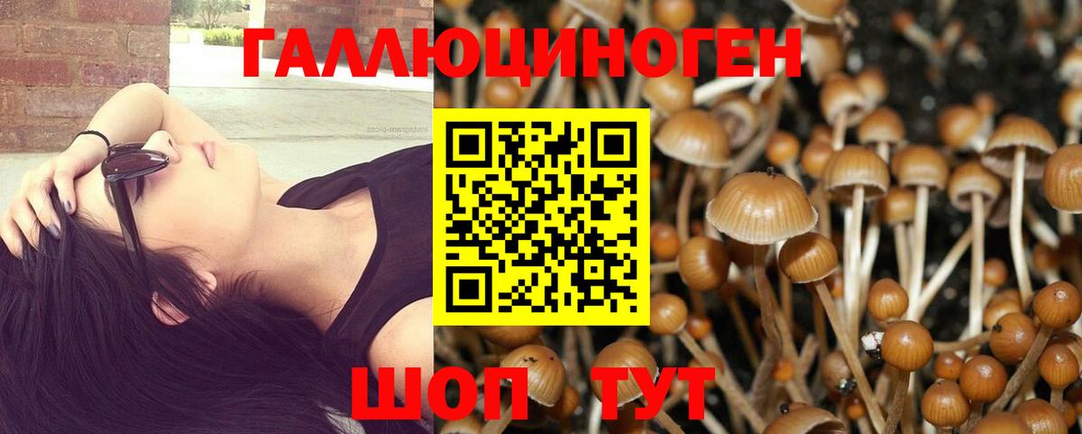 Псилоцибиновые грибы Psilocybine cubensis Долгопрудный
